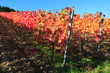Foto: Indian summer, Weinberge, Weinlaub in Herbstverfärbung Indian summer, Weinberge, Weinlaub in Herbstverfärbung