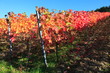 Indian summer, Weinberge, Weinlaub in Herbstverfärbung