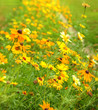 Beautiful fresh vibrant Autumn Fall wild flower scene