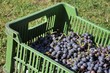 viticulture