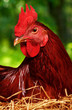 Hen on nest