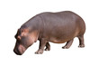 Hippo