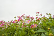 Beautiful view of dahlia flowers from ground looking up with ple