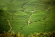 Ba Gua Tea garden