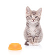 Foto: A view of a cat and an empty food bowl next to it A view of a cat and an empty food bowl next to it