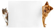 Cat and dog banner