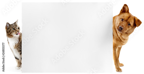 Cat And Dog Banner