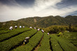 Ba Gua Tea garden