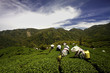Ba Gua Tea garden