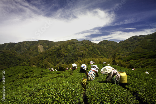 Photo: Ba Gua Tea garden Ba Gua Tea garden