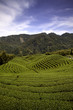 Ba Gua Tea garden