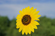 Wild Sunflower