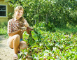 girl is picking  beetroot