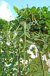 long bean farm long bean farm