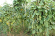long bean farm long bean farm