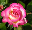 larmes de rose