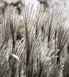 hautes herbes des marais