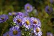 Purple Flowers