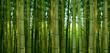 sunlight breaking through a bamboo forest