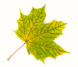 Yellow-green autumn leaf isolated on white background Yellow-green autumn leaf isolated on white background