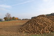 Champs de betteraves