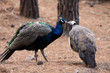 Kissing birds peacocks. Love concept
