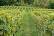 Rangées de vigne en automne dans le vignoble de Savoie Rangées de vigne en automne dans le vignoble de Savoie