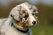 Hütehund  Welpe