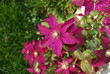 fleur d'automne