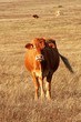 Limousine cow look to the camera