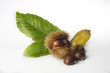 castagne con foglie su fondo bianco