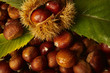 Castagne con foglie