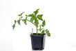 Young Tomato Plant