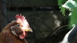 Hen Hen