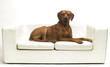 ridgeback auf sofa