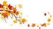 Maple leaves Maple leaves