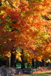 Fall in New England VIII