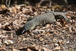 Monitor Lizard in the Whitsundays