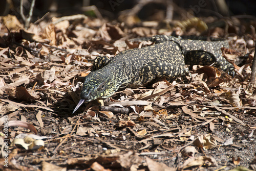 Photo: Monitor Lizard in the Whitsundays Monitor Lizard in the Whitsundays