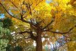 Fall in north america Fall in north america