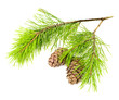 cedar branch with cones cedar branch with cones