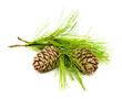 cedar branch with cones cedar branch with cones