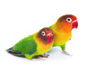 Pair of lovebirds