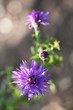 Violet chrysanthemum