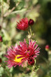 Red chrysanthemum