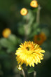 Yellow chrysanthemum