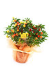 solanum pseudocapsicum