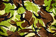 Camouflage