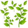 Collection Of Green Branches Collection Of Green Branches