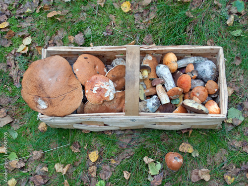 Foto: Waldpilze Waldpilze